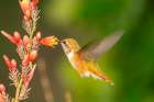 USA, New Mexico. Rufous hummingbird feeding on flower. Art Print